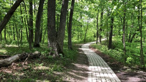 A winding wooden path through a lush green forest with tall trees and vibrant foliage.
