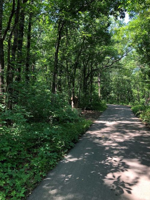 A serene forest path surrounded by lush greenery and dappled sunlight filtering through the trees.