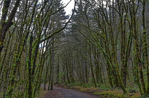 A winding path through a dense forest with tall trees covered in moss and a serene, natural atmosphere.