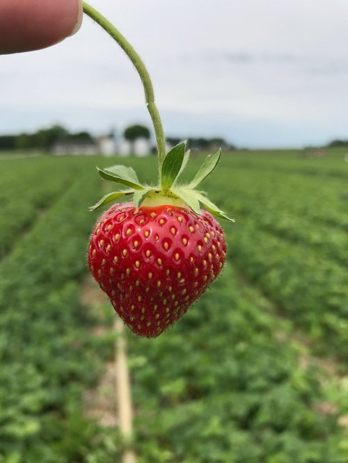 A close-up of a ripe strawberry being held above a lush green strawberry field.