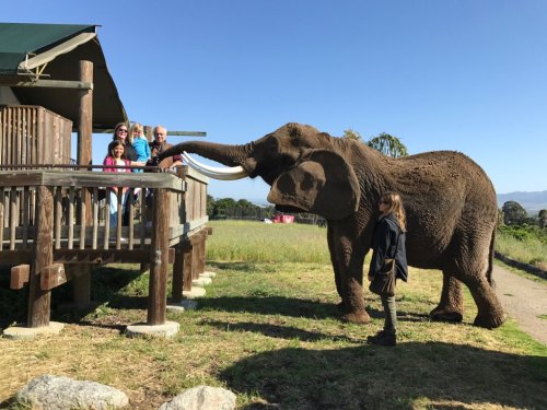 A group of people stands on a deck while an elephant approaches them in a sunny outdoor setting.