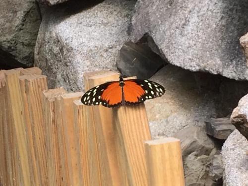 A vibrant orange butterfly with black and white spots perched on a wooden fence near rocky terrain.