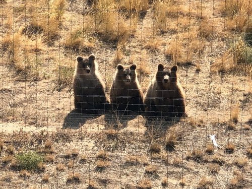 Four bears sitting side by side on dry ground, with a fence in the foreground and grass in the background.