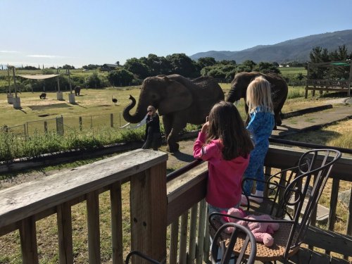 Two children watch elephants from a wooden deck, surrounded by a grassy landscape and trees in the background.