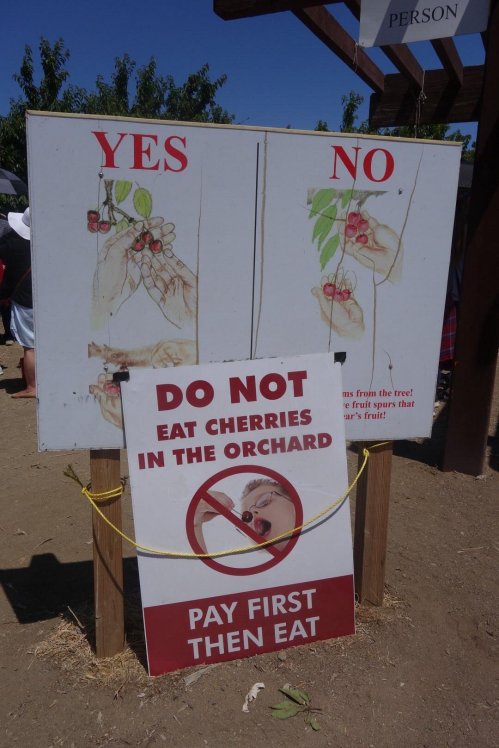Sign in an orchard: "Do Not Eat Cherries. Pay First, Then Eat." Illustrations of hands holding cherries.