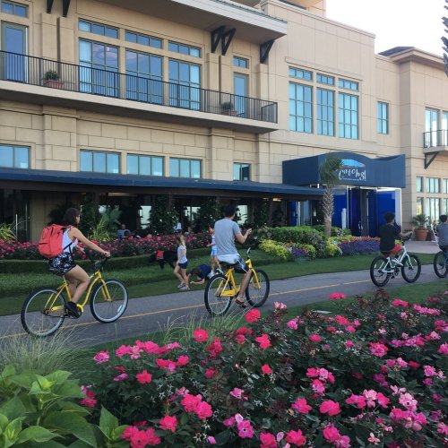 People riding yellow bicycles along a path lined with colorful flowers in front of a large building.