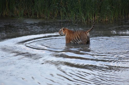 A tiger wades through shallow water, creating ripples, with tall grass in the background.