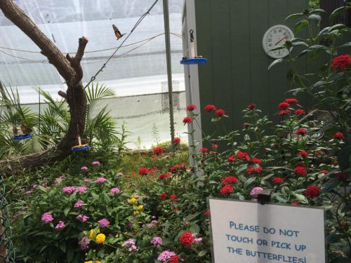 A vibrant garden with colorful flowers and butterflies, featuring a sign that says, "Please do not touch or pick up the butterflies."