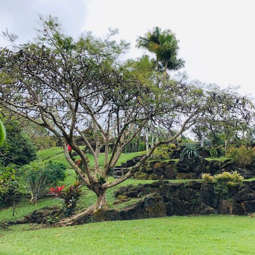 A large, leafless tree stands on a grassy hillside, surrounded by lush greenery and stone steps.