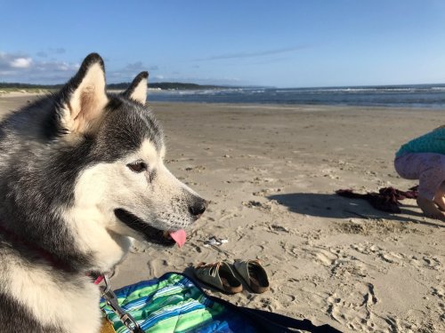 A husky dog sits on the beach, tongue out, with the ocean and a clear sky in the background.