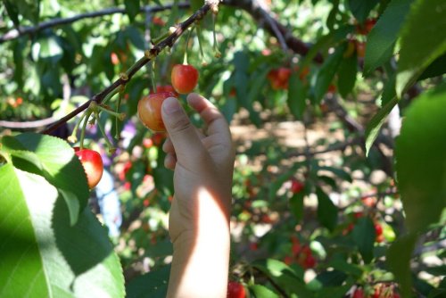 A hand reaching for ripe cherries on a tree, surrounded by green leaves and other cherries.