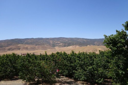 A vast landscape featuring rolling hills and a foreground of lush green trees under a clear blue sky.