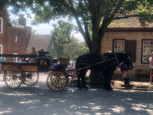 A horse-drawn carriage parked under a tree, with a person sitting in the carriage and buildings in the background.