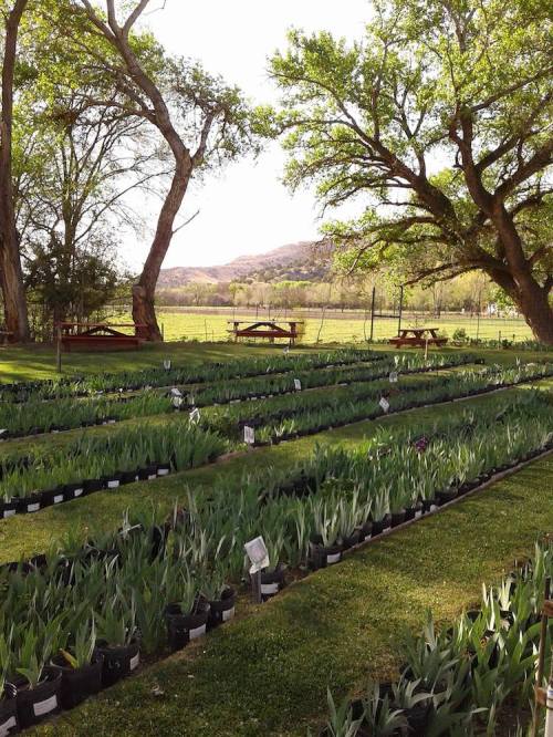 A lush garden with rows of potted plants, surrounded by trees and a scenic view of distant hills.