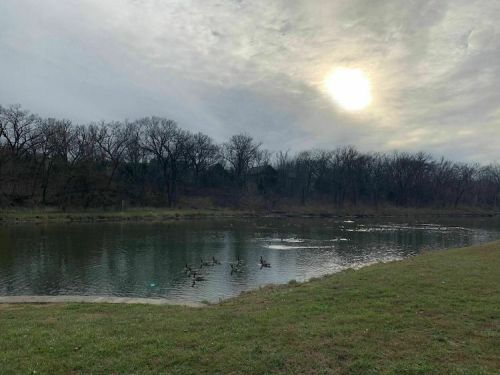 A serene pond with ducks swimming, surrounded by trees under a cloudy sky and a low sun.