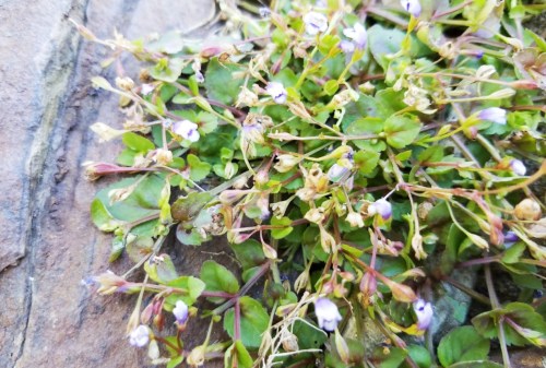 A close-up of small purple flowers and green leaves growing among rocks.