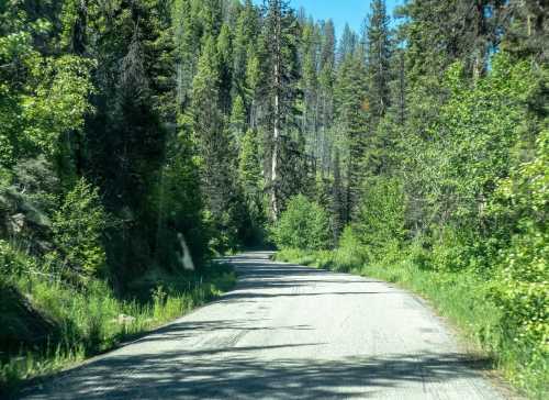 A winding gravel road surrounded by tall green trees and lush vegetation under a clear blue sky.