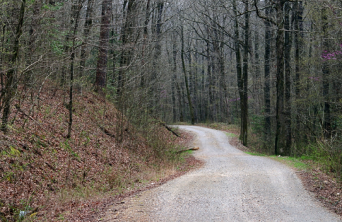 A winding gravel road through a sparse forest with bare trees and scattered leaves on the ground.