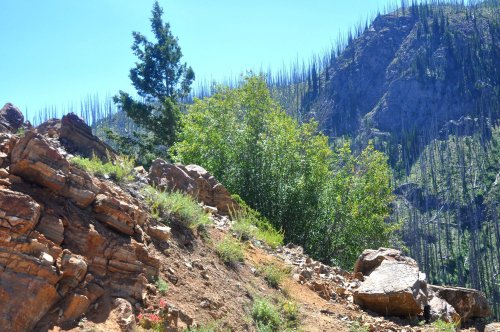 Rocky terrain with green shrubs and a tall tree, set against a backdrop of steep, forested mountains under a clear blue sky.