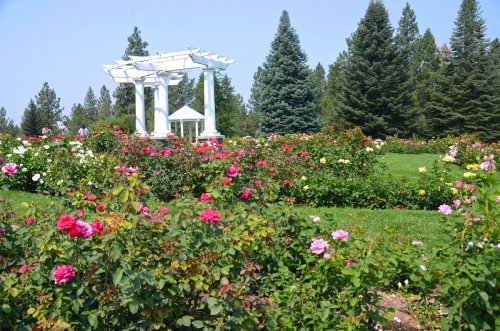 A vibrant garden filled with blooming roses, featuring a white gazebo and tall evergreen trees in the background.