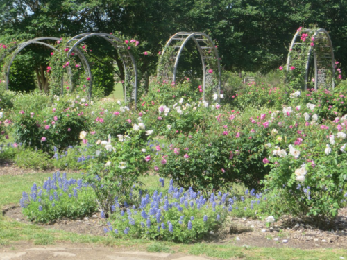 A vibrant garden with blooming roses and bluebonnets, framed by decorative arches under a clear sky.