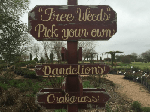 A wooden sign with directions for picking "Free Weeds," including dandelions and crabgrass, in a garden setting.