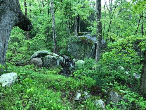 Lush green forest with trees, rocks, and a small stream flowing through the underbrush.