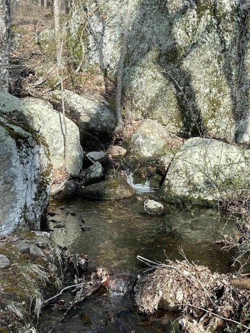 A serene forest scene featuring a small stream flowing over rocks, surrounded by trees and mossy boulders.