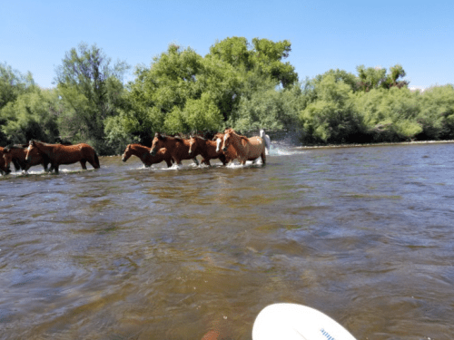 A group of horses wades through a river, surrounded by lush greenery under a clear blue sky.