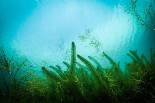 Underwater scene featuring lush green aquatic plants swaying gently in clear blue water.