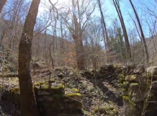 A sunlit forest scene with bare trees and moss-covered stone ruins in a natural setting.