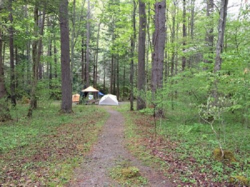 A serene forest path leads to two tents surrounded by lush greenery and tall trees.
