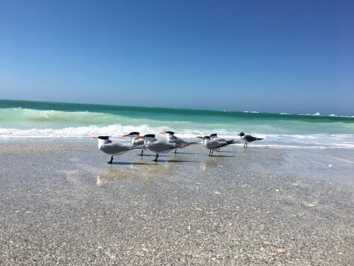 A group of birds standing on a sandy beach with gentle waves and a clear blue sky in the background.