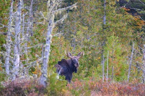 A moose stands among trees in a forest, partially hidden by foliage and surrounded by autumn colors.