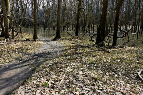A winding path through a forest with bare trees and a flooded area, surrounded by fallen leaves.
