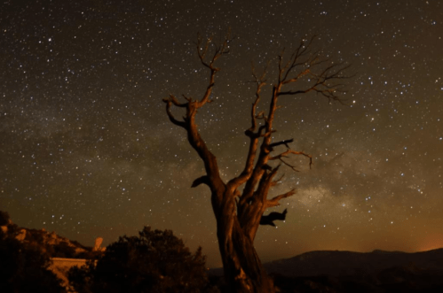 A silhouetted tree against a starry night sky, with the Milky Way visible in the background.