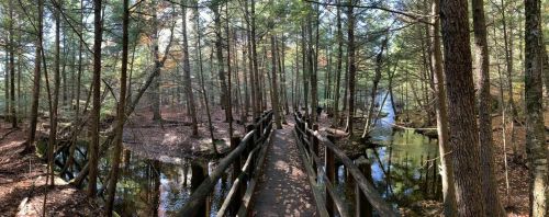 A wooden bridge winds through a dense forest, surrounded by trees and a calm waterway. Autumn leaves scattered on the ground.