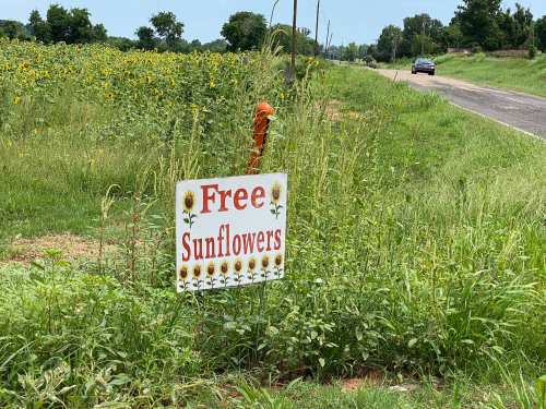 A sign reading "Free Sunflowers" stands beside a field of sunflowers along a rural road.