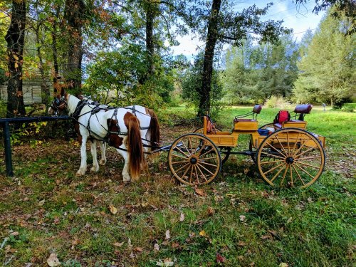 A brown and white horse stands beside a wooden cart in a grassy area surrounded by trees.