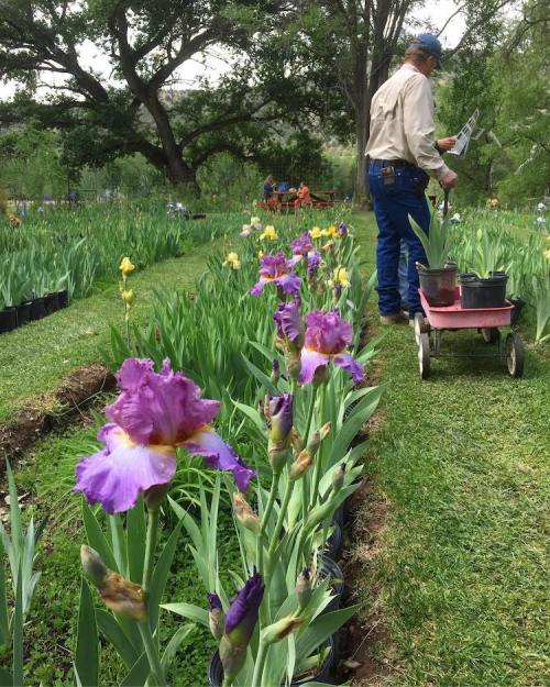 A person tending to a garden of blooming irises, with a cart and pots nearby, surrounded by lush greenery.