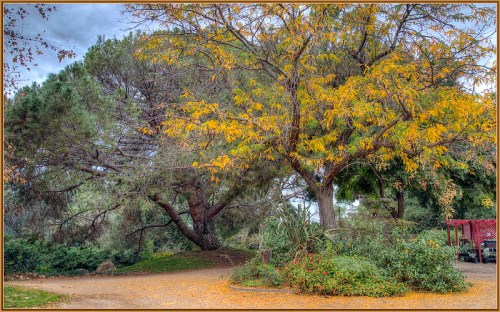 A scenic view of a park featuring large trees with yellow leaves and lush greenery along a winding path.