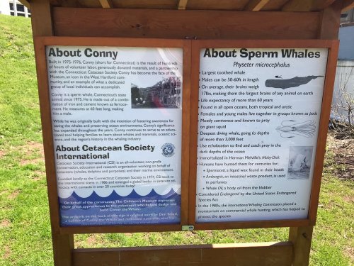 Informational sign about Conny the whale and sperm whales, detailing their characteristics and conservation efforts.