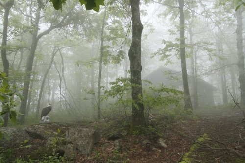A misty forest scene with trees, a rocky path, and a small cabin partially obscured by fog.