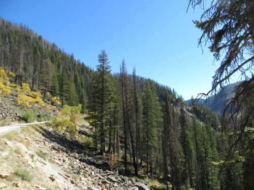 A scenic view of a forested hillside with tall trees and a clear blue sky, featuring rocky terrain and a winding path.