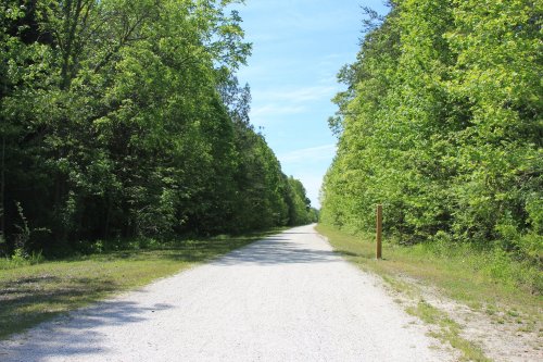 A gravel path stretches through a lush green forest under a clear blue sky.