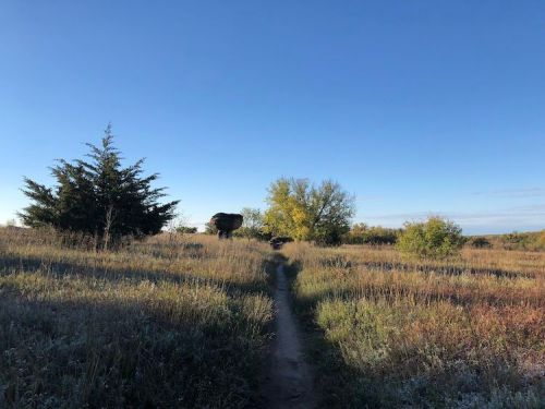 A dirt path leads through tall grass and trees under a clear blue sky.