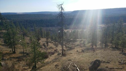 A scenic view of a forested landscape with distant hills and sunlight streaming through trees.