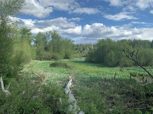 Lush green landscape with a pond, surrounded by trees and a blue sky with fluffy clouds.