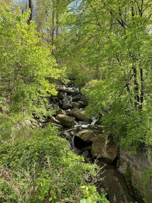 A serene stream flows through a lush, green forest filled with rocks and vibrant foliage.