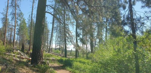 A sunny forest path surrounded by tall trees and lush greenery, with fallen logs scattered along the trail.
